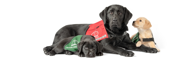 Black Service dog in red jacket surrounded by yellow and black puppies in green jackets